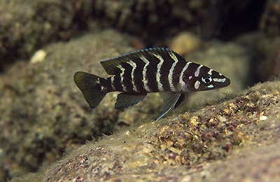 Neolamprologus cylindricus 'Nkondwe Island'
